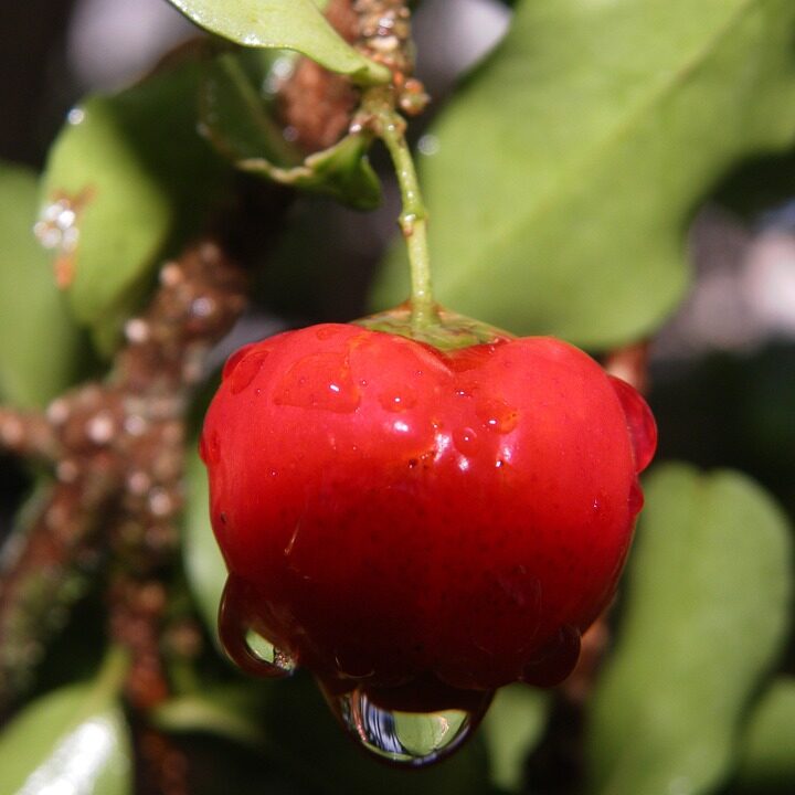 Acerola Kinderkautabs