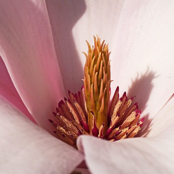 Wechseljahre / Schwangerschaft